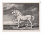 Fourteen Celebrated Horses: Adonis, 1824 by James Ward