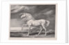 Fourteen Celebrated Horses: Adonis, 1824 by James Ward
