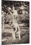 French Country Study: Two Boys Climbing a Tree, late 1870's by Auguste Giraudon's Artist