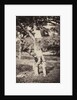 French Country Study: Two Boys Climbing a Tree, late 1870's by Auguste Giraudon's Artist