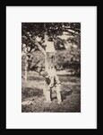 French Country Study: Two Boys Climbing a Tree, late 1870's by Auguste Giraudon's Artist