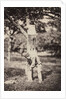 French Country Study: Two Boys Climbing a Tree, late 1870's by Auguste Giraudon's Artist