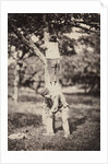 French Country Study: Two Boys Climbing a Tree, late 1870's by Auguste Giraudon's Artist