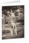 French Country Study: Two Boys Climbing a Tree, late 1870's by Auguste Giraudon's Artist
