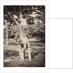 French Country Study: Two Boys Climbing a Tree, late 1870's by Auguste Giraudon's Artist