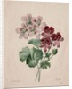 Geranium, 1827 by Henry Joseph Redouté