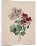 Geranium, 1827 by Henry Joseph Redouté