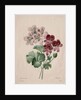 Geranium, 1827 by Henry Joseph Redouté