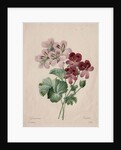 Geranium, 1827 by Henry Joseph Redouté