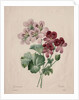 Geranium, 1827 by Henry Joseph Redouté