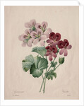 Geranium, 1827 by Henry Joseph Redouté