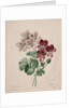 Geranium, 1827 by Henry Joseph Redouté