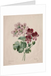 Geranium, 1827 by Henry Joseph Redouté