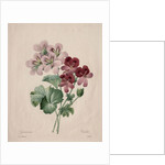 Geranium, 1827 by Henry Joseph Redouté