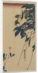 Grosbeak and Clematis, mid-1830s by Ando Hiroshige