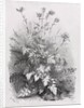 Groups of Various Plants Drawn After Nature: No. 7, 1848 by Eugene Bléry; Thierry frères
