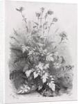 Groups of Various Plants Drawn After Nature: No. 7, 1848 by Eugene Bléry; Thierry frères
