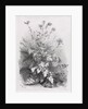 Groups of Various Plants Drawn After Nature: No. 7, 1848 by Eugene Bléry; Thierry frères