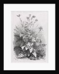 Groups of Various Plants Drawn After Nature: No. 7, 1848 by Eugene Bléry; Thierry frères