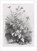 Groups of Various Plants Drawn After Nature: No. 7, 1848 by Eugene Bléry; Thierry frères