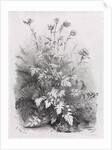Groups of Various Plants Drawn After Nature: No. 7, 1848 by Eugene Bléry; Thierry frères