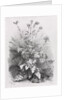 Groups of Various Plants Drawn After Nature: No. 7, 1848 by Eugene Bléry; Thierry frères
