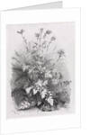Groups of Various Plants Drawn After Nature: No. 7, 1848 by Eugene Bléry; Thierry frères