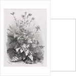 Groups of Various Plants Drawn After Nature: No. 7, 1848 by Eugene Bléry; Thierry frères