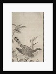 Hawk, mid 1500s by Masayoshi Fujiwara