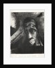 Homage to Goya, 1885 by Odilon Redon