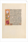 Hours of Queen Isabella the Catholic, Queen of Spain: Fol. 244v, c. 1500 by Master of the First Prayerbook of Maximillian