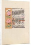 Hours of Queen Isabella the Catholic, Queen of Spain: Fol. 47v, c. 1500 by Master of the First Prayerbook of Maximillian