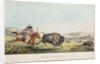 Hunting the Buffalo, 1837 by E. C. Biddle; John T. Bowen; E.C. Biddle
