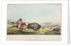 Hunting the Buffalo, 1837 by E. C. Biddle; John T. Bowen; E.C. Biddle
