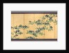 Irises, 1700s by Watanabe Shik?