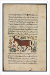 Khar, from a Nuzhat-nama-yi alai…, 1400s by Unknown