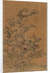 Ko Ssu Panel: Rocks and Chrysanthemums, 1700s - 1800s by Unknown