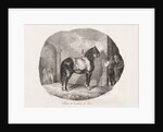 Lithographed Studies of Horses: Pl. 7, Horse from the Caen Plain, 1822 by Théodore Géricault; Gihaut