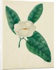 Magnolia by Mary Altha Nims