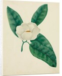 Magnolia by Mary Altha Nims