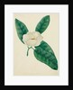 Magnolia by Mary Altha Nims