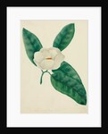 Magnolia by Mary Altha Nims