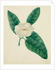 Magnolia by Mary Altha Nims