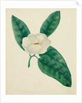 Magnolia by Mary Altha Nims