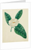 Magnolia by Mary Altha Nims