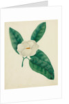 Magnolia by Mary Altha Nims
