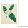 Magnolia by Mary Altha Nims