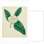 Magnolia by Mary Altha Nims