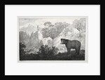 Mountainous Landscape with Bear in the Foreground by Maximilian Josef Wagenbauer