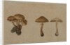 Mushrooms, 1751 by Georg Wilhelm Baurenfeind